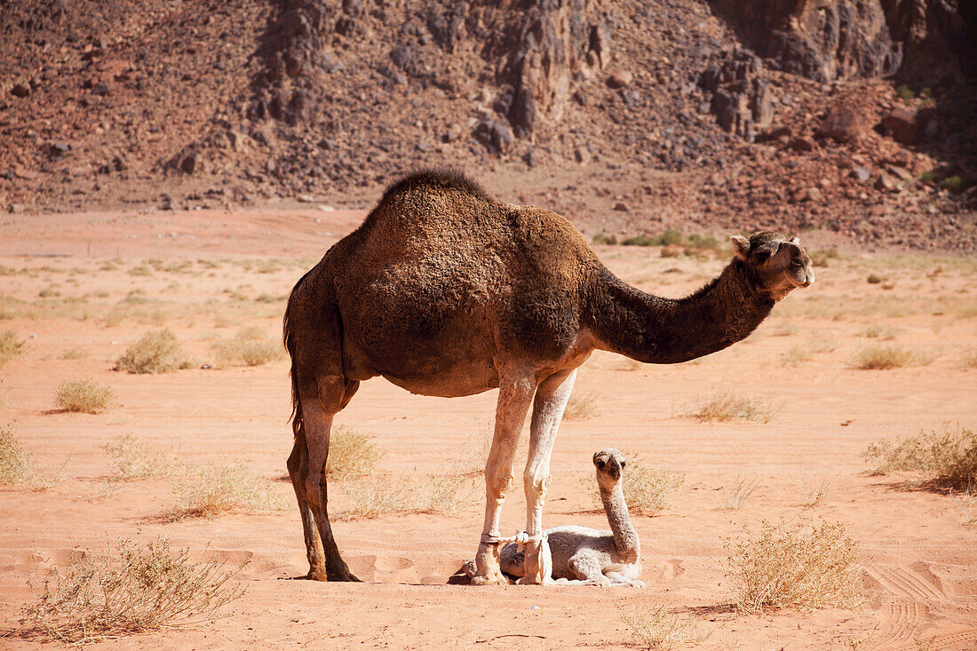 Kamelbaby und Mutter; Wadi Rum, Jordanien