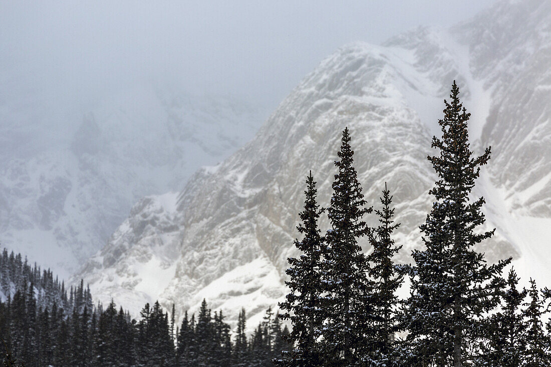 Snow Covered Evergreen Trees With A Snowy Mountain Background; Kananaskis Country, Alberta, Canada