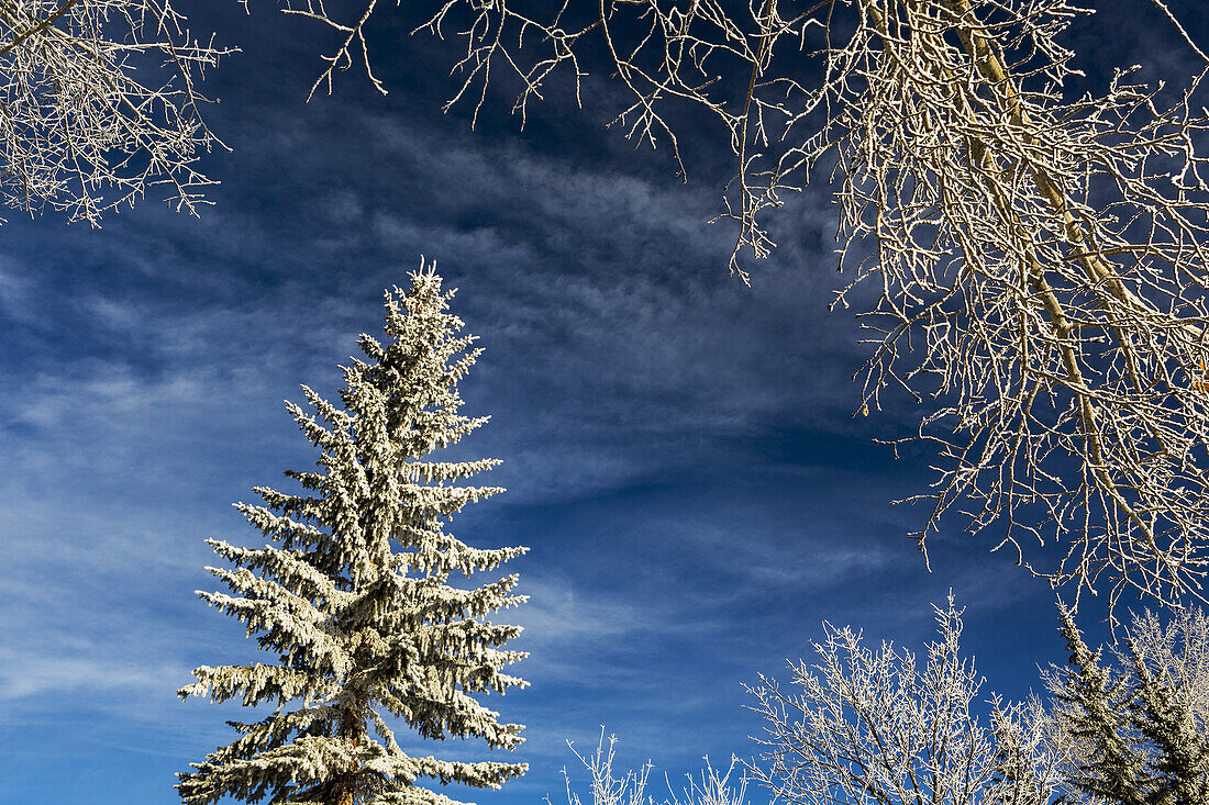 Eingefrorener immergrüner Baum umrahmt von eingefrorenen Ästen mit blauem Himmel und Wolken; Calgary, Alberta, Kanada