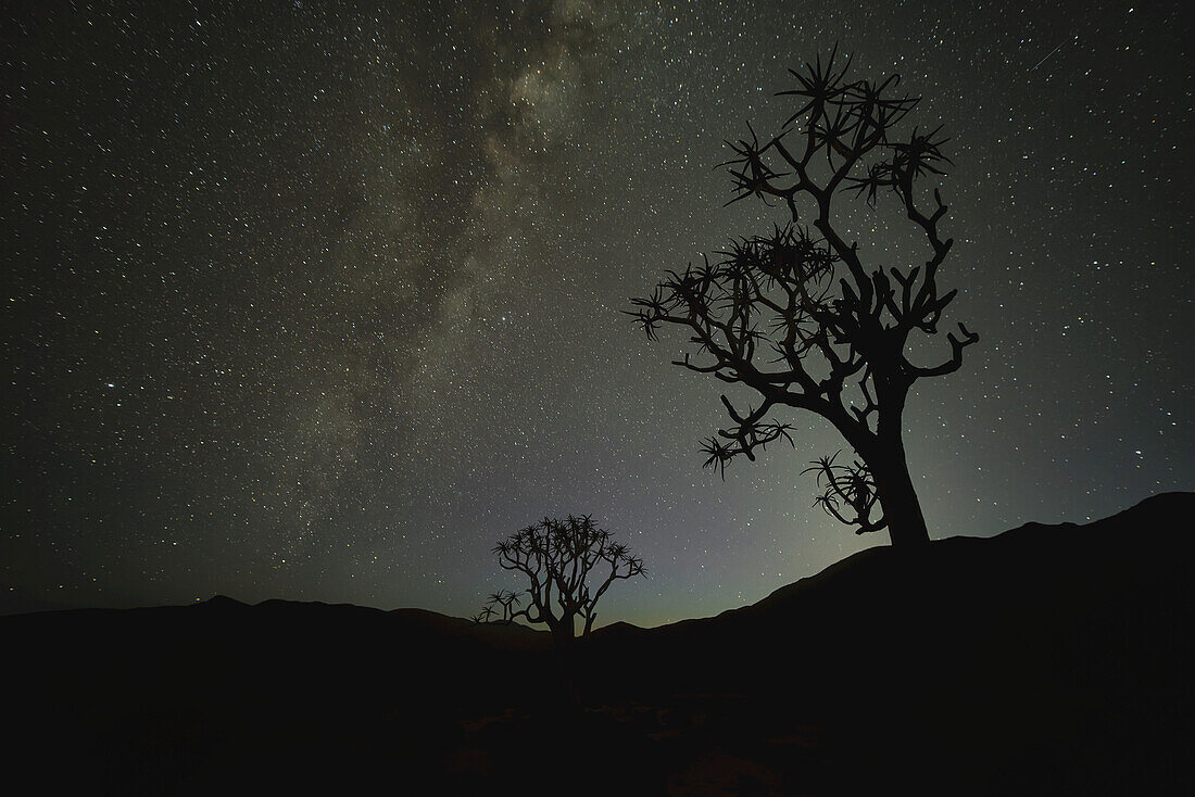 Kookerboom-Baum unter der Milchstraße, Richtersveld-Nationalpark; Südafrika