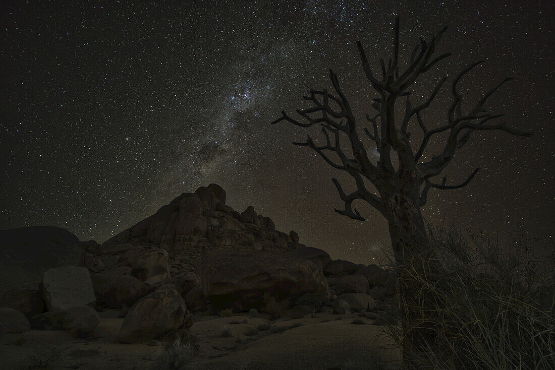 Die Milchstraße leuchtet am Nachthimmel über einem toten Kookerboom-Baum im Richtersveld-Nationalpark; Südafrika