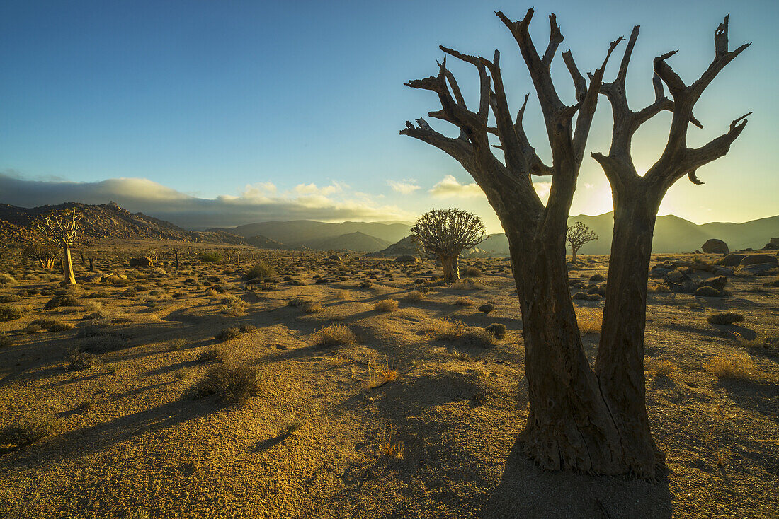 Richtersveld National Park With Dead Kookerboom Tree; South Africa