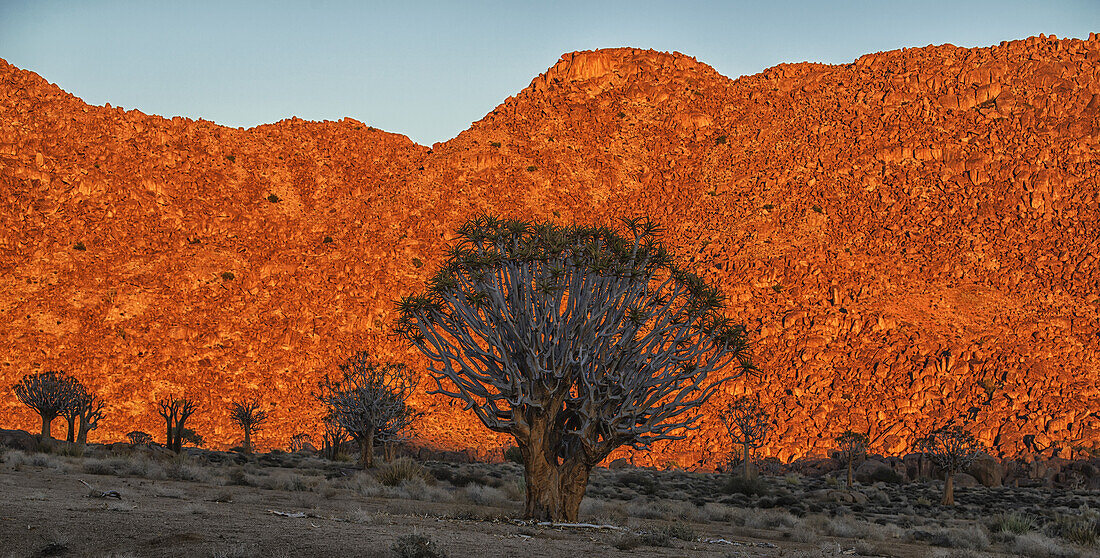 Die aufgehende Sonne erhellt die Berge des Richtersveld-Nationalparks, während die Kookerboom-Bäume still in der Wüste stehen; Südafrika