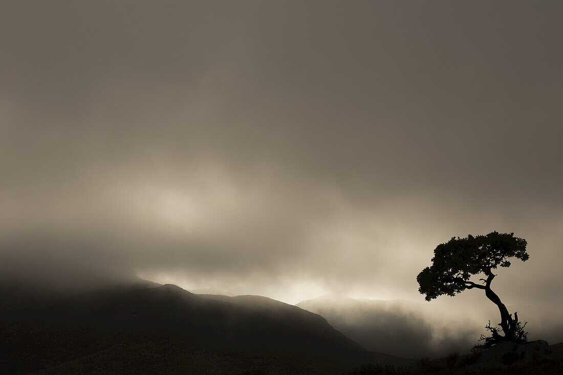 Silhouette eines Baumes vor einem stürmischen Himmel im Richtersveld-Nationalpark; Südafrika