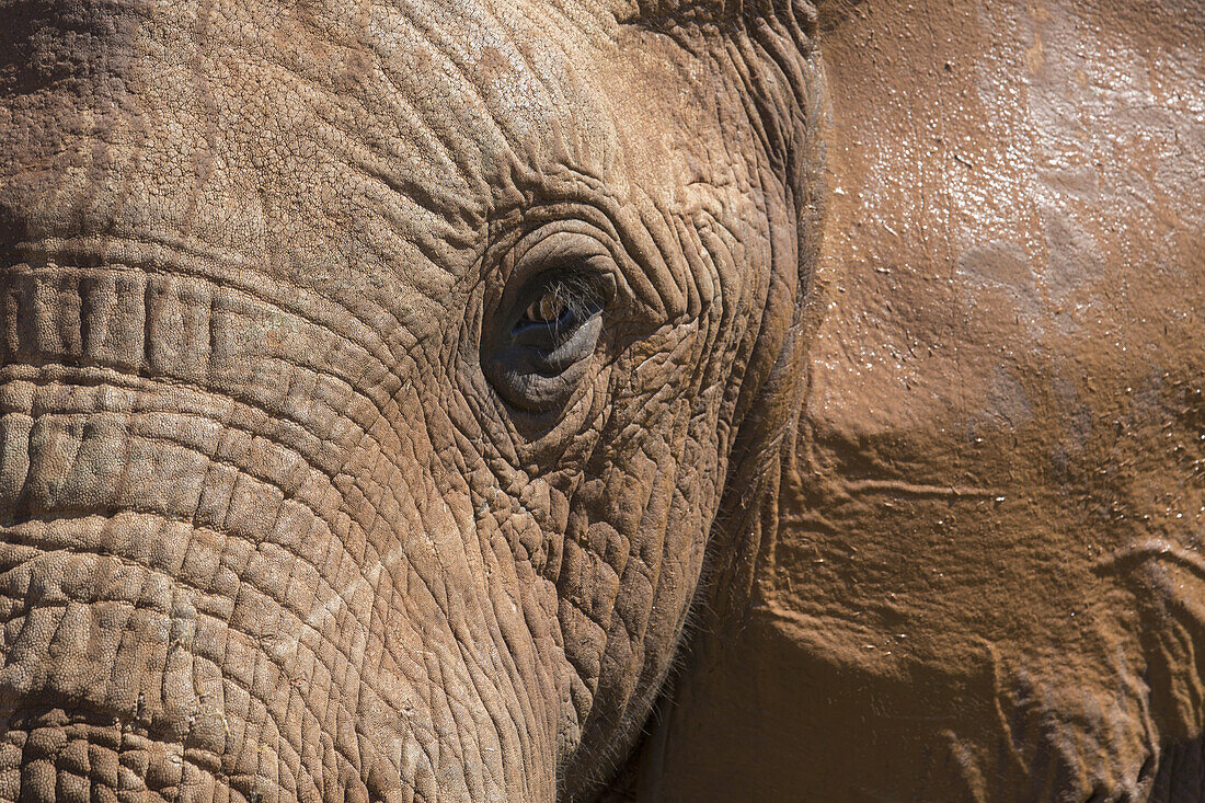 Nahaufnahme eines afrikanischen Elefanten im Addo-Elefanten-Nationalpark; Südafrika