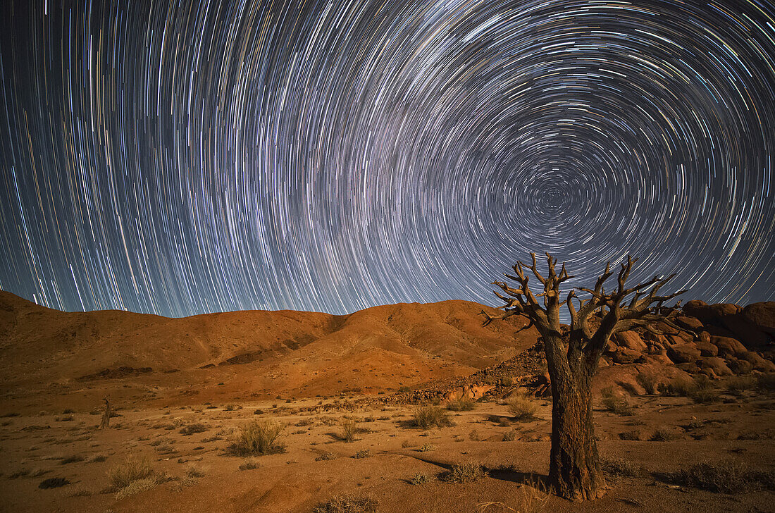 Richtersveld National Park mit totem Kookerboom-Baum und Sternenspuren am Nachthimmel; Südafrika