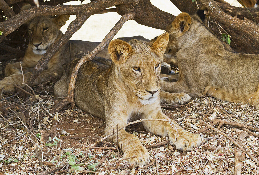 Ostafrikanische Löwenjunge (Panthera Leo Nubica), Samburu-Nationalpark; Kenia