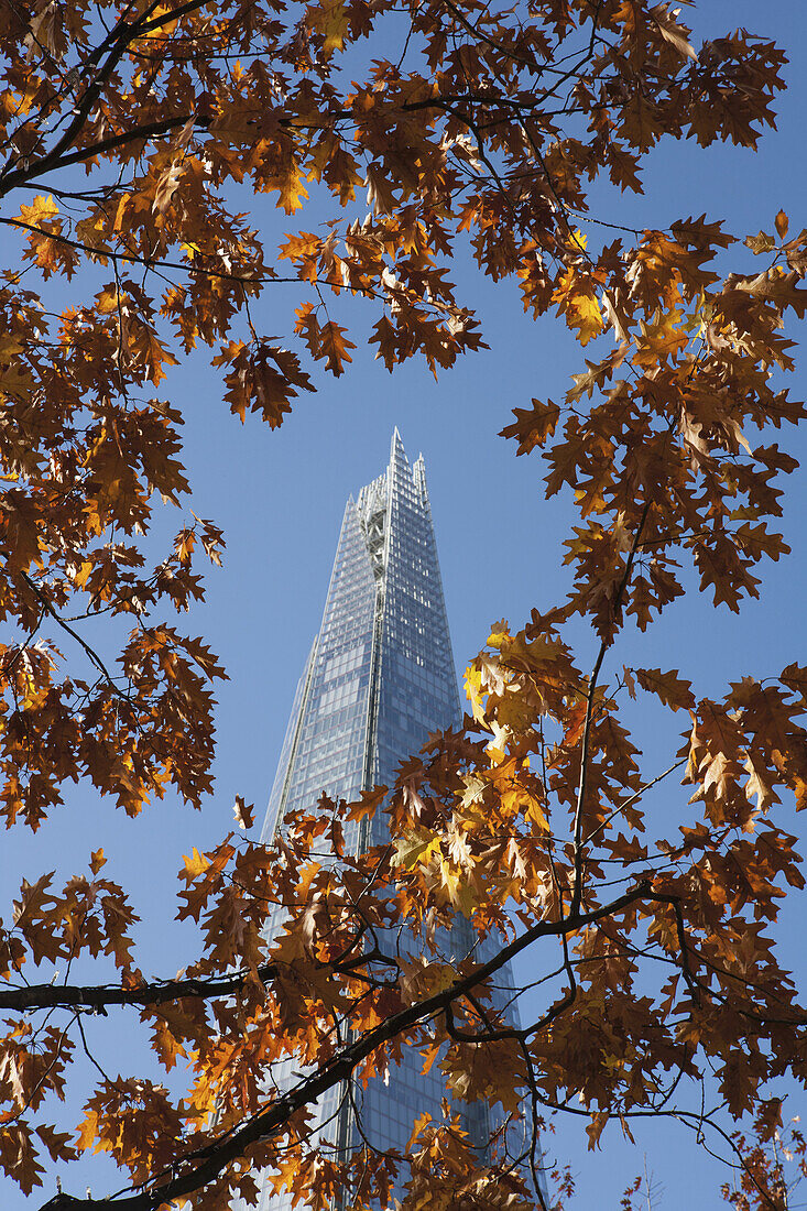 Autumn Foliage With The Shard Skyscraper By Renzo Piano Behind, Near London Bridge On The South Bank; London, England