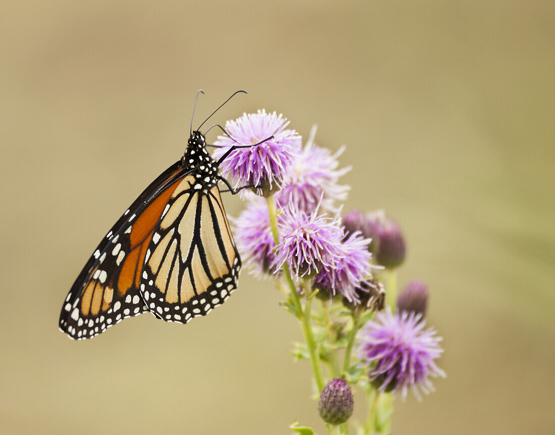 Monarch Butterfly (Danaus Plexippus) On Thistle; Thunder Bay, Ontario, Canada