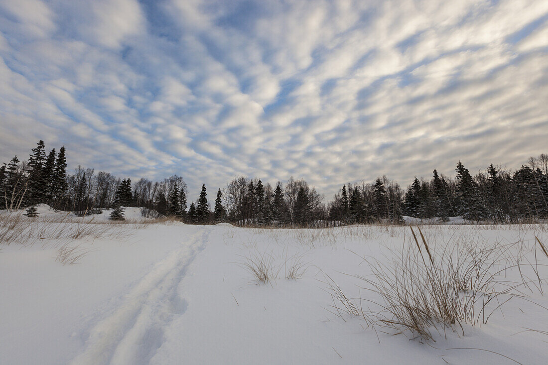 Billowing Clouds Over Snow And Snow Covered Pine Trees; Thunder Bay, Ontario, Canada
