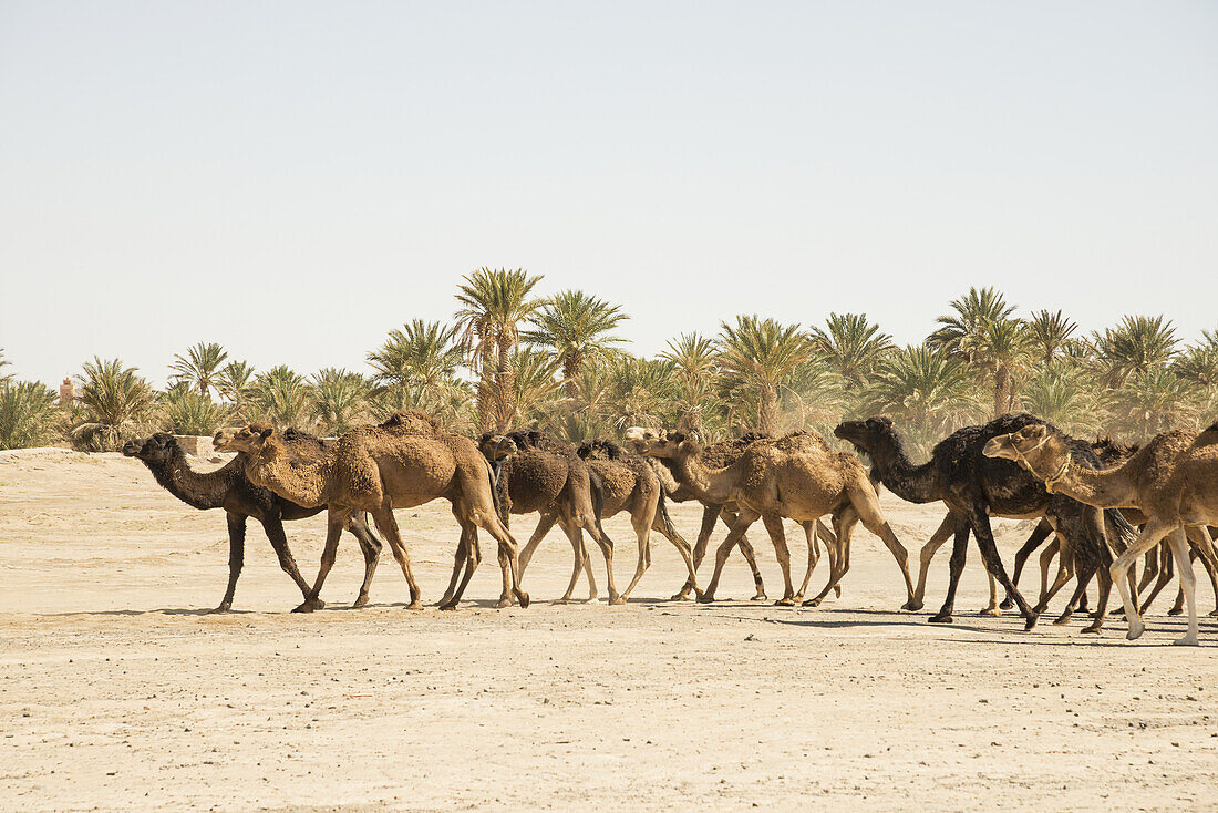 Camels In The Sahara Desert, Near Merzouga; Morocco