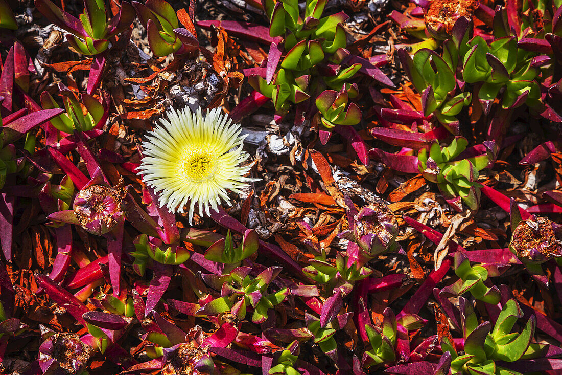 Gelbe Hottentottenfeige (Carpobrotus Edulis) entlang der kalifornischen Küste im Sonoma County; Kalifornien, Vereinigte Staaten von Amerika