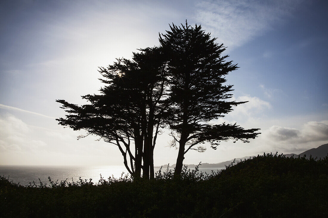 Die Silhouette eines Baumes gegen einen strahlend blauen Himmel und Wolken mit der Pazifikküste am Fort Point; San Francisco, Kalifornien, Vereinigte Staaten von Amerika
