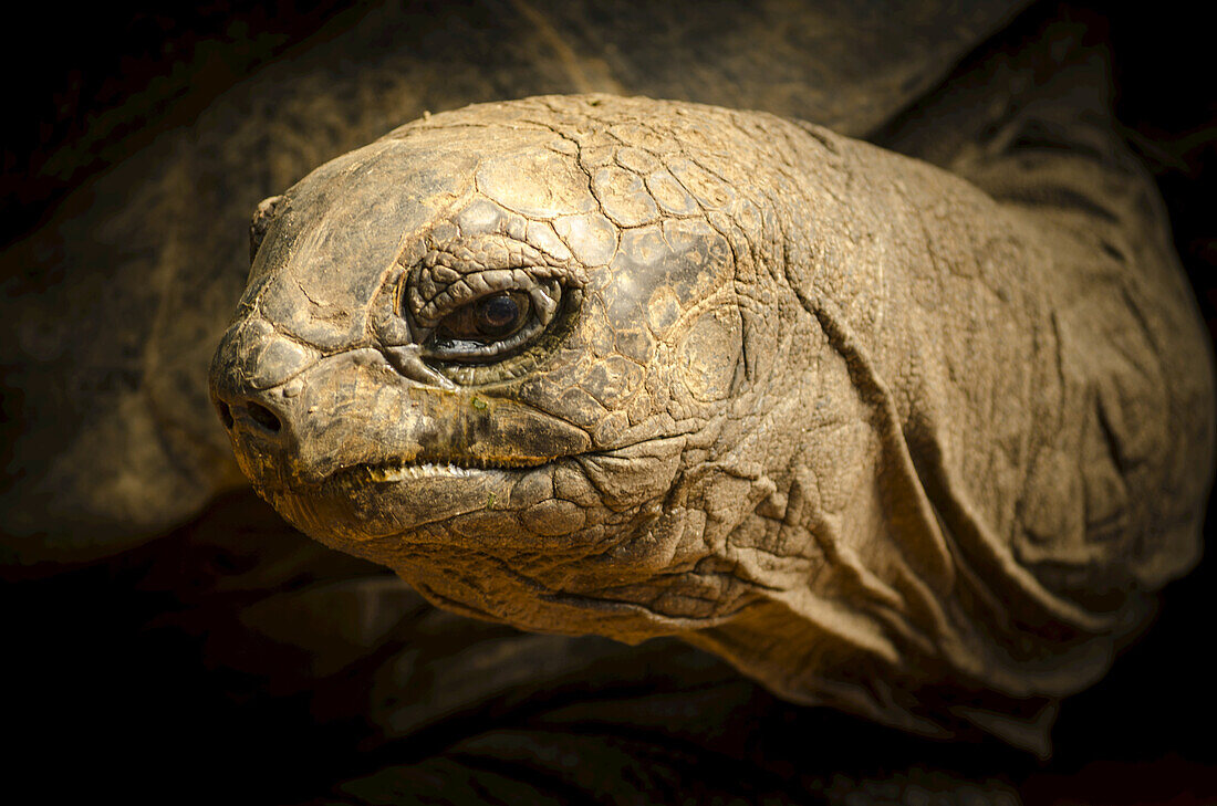 Nahaufnahme einer Schildkröte im Münchner Zoo; München, Deutschland
