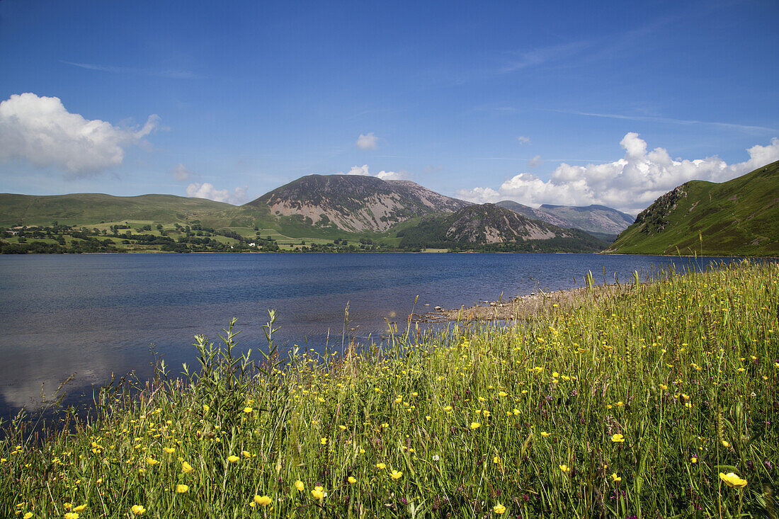 Wildblumen wachsen am Ufer eines Bergsees; Cumbria, England