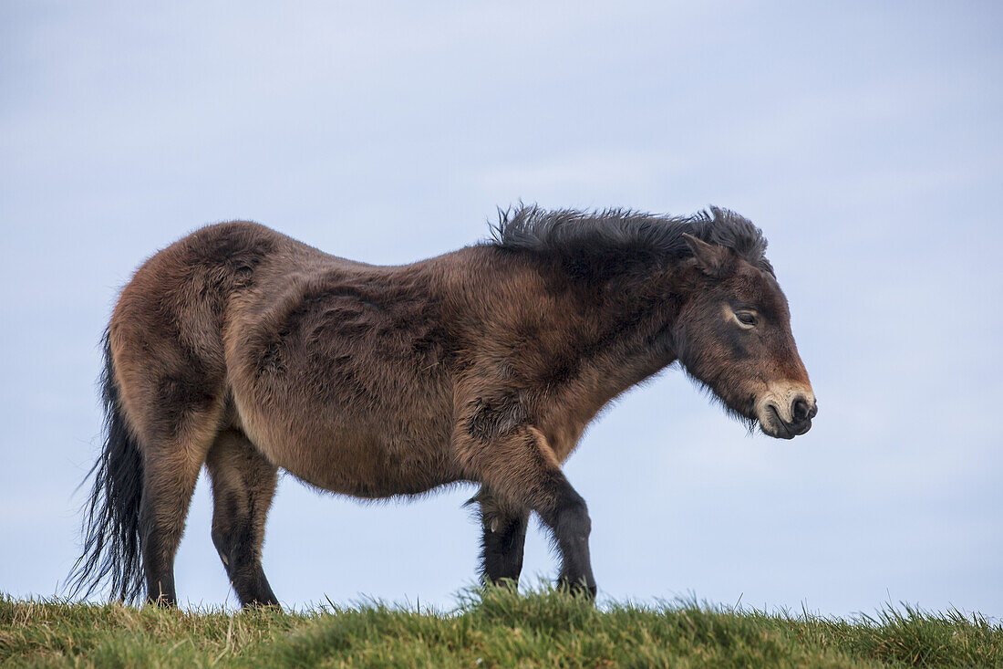 Braunes Pferd auf Gras mit blauem Himmel im Hintergrund; South Shields, Tyne And Wear, England