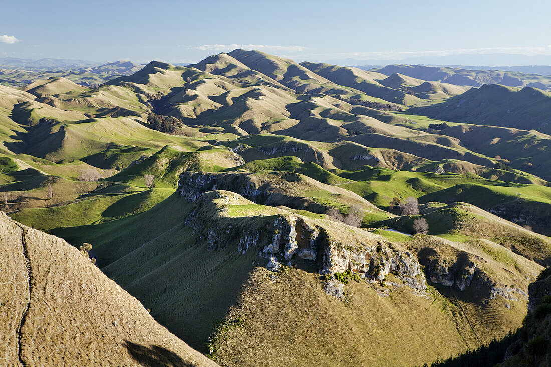 Panorama der gewellten Berge und Schafweiden; Nordinsel, Neuseeland