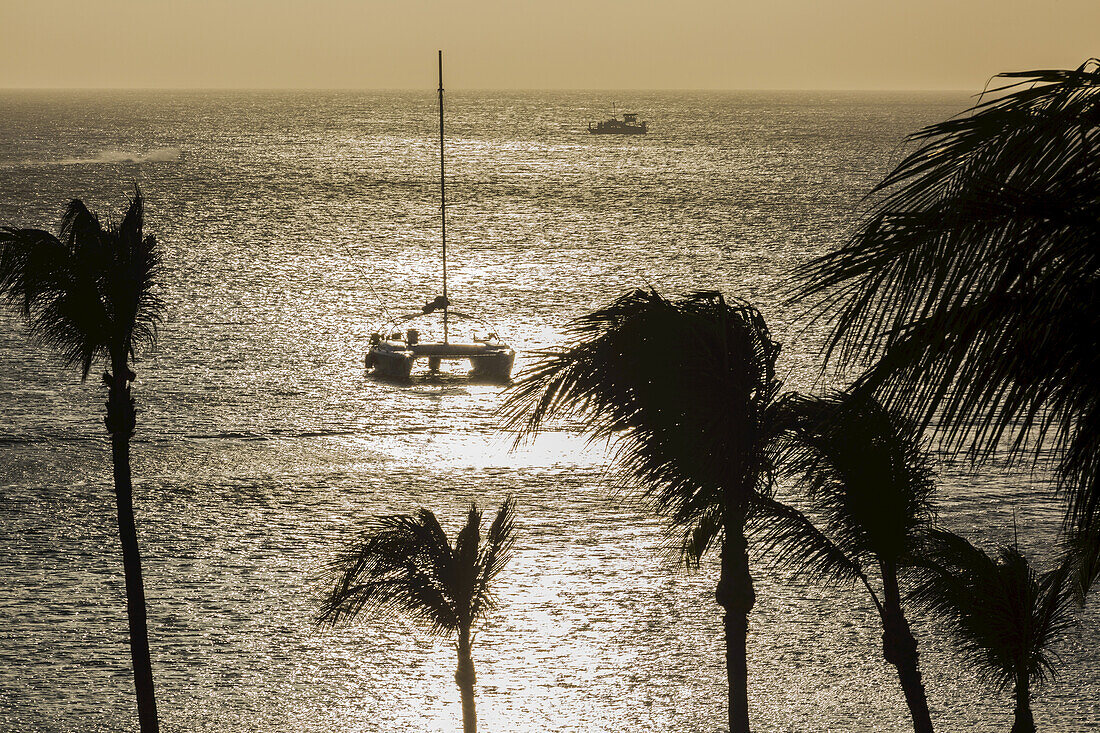 Nachmittagslicht auf den Kokosnusspalmen von Palm Beach; Aruba