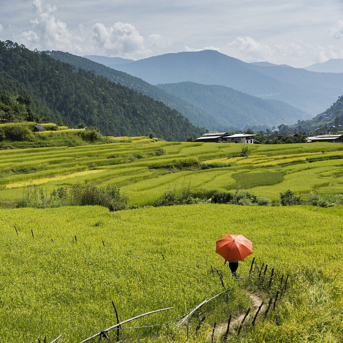 Spaziergang mit einem roten Regenschirm in üppigen grünen Feldern; Thimphu, Bhutan