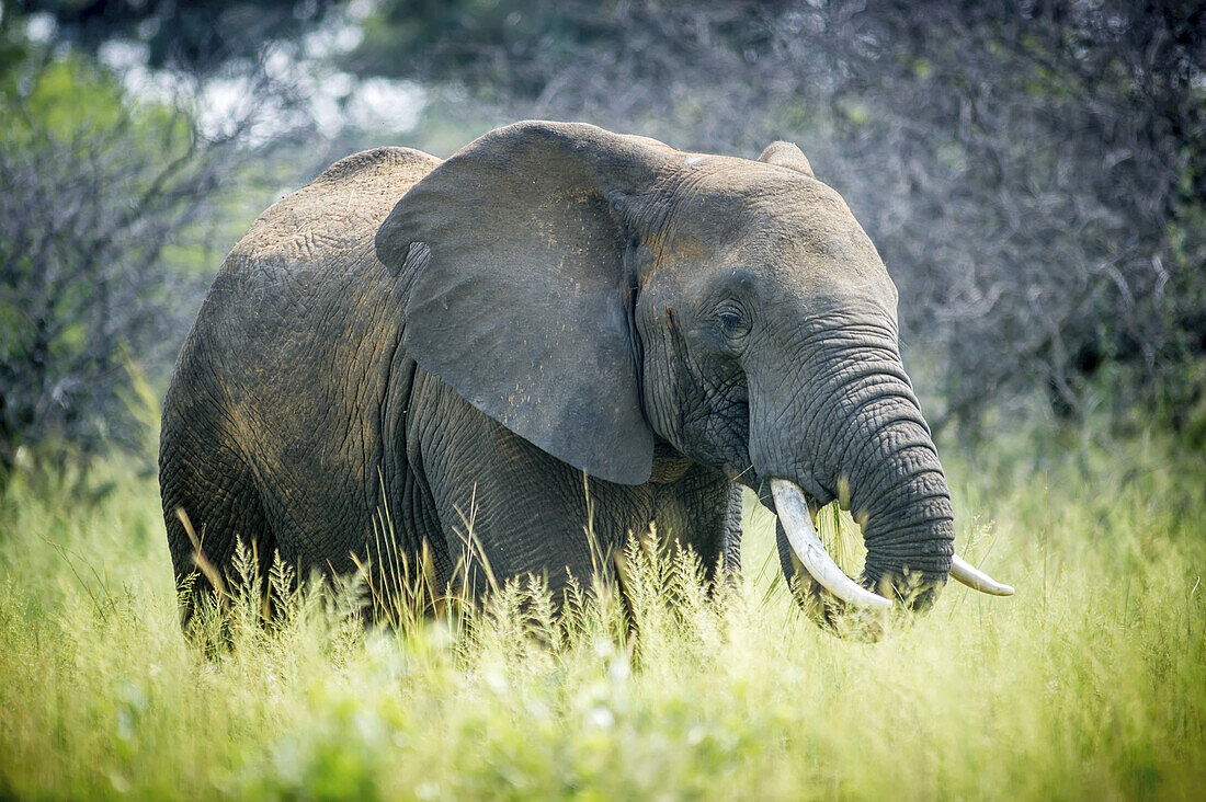 Elefant (Elephantidae) bei der Fütterung im Dinokeng-Wildreservat; Südafrika
