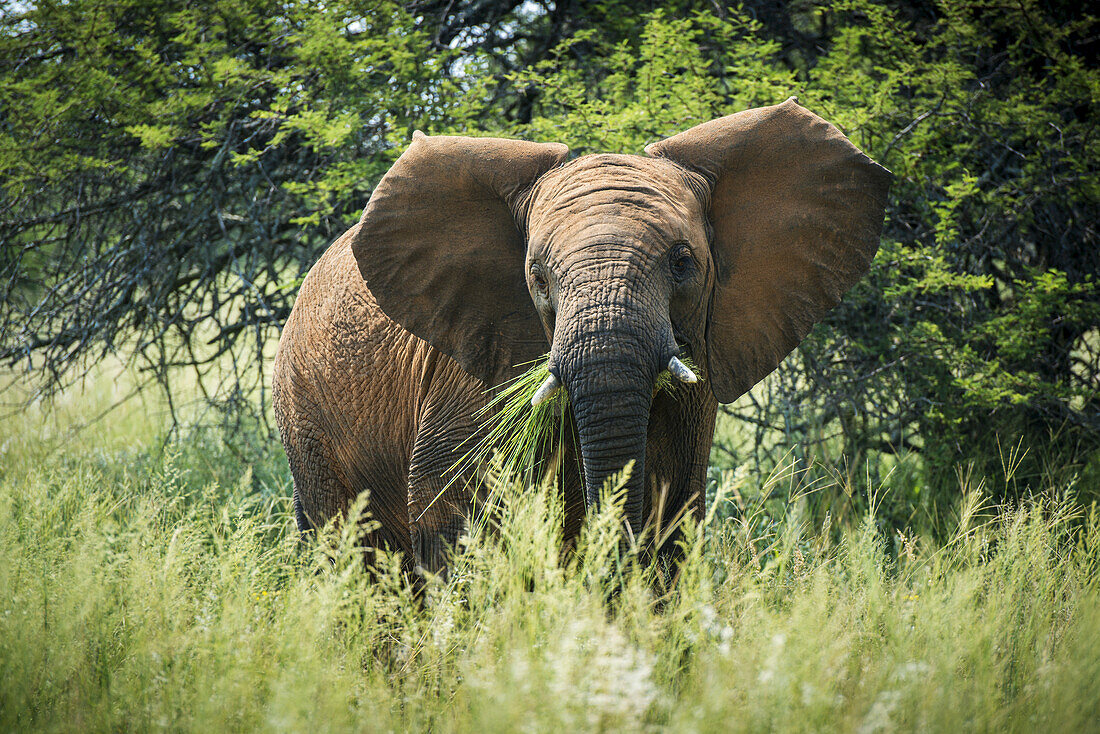 Elephant (Elephantidae) Feeding At Dinokeng Game Reserve; South Africa