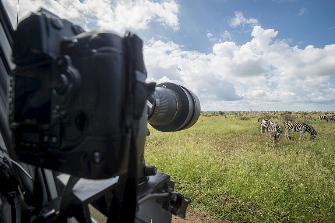 Auf einem Fahrzeug montierte Kamera, die auf ein Steppenzebra (Equus Quagga) gerichtet ist, Krüger-Nationalpark; Südafrika