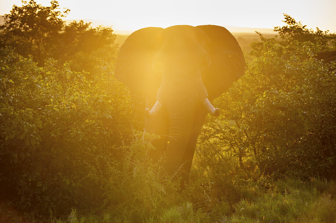 Afrikanischer Elefant (Loxodonta), Krüger-Nationalpark; Südafrika