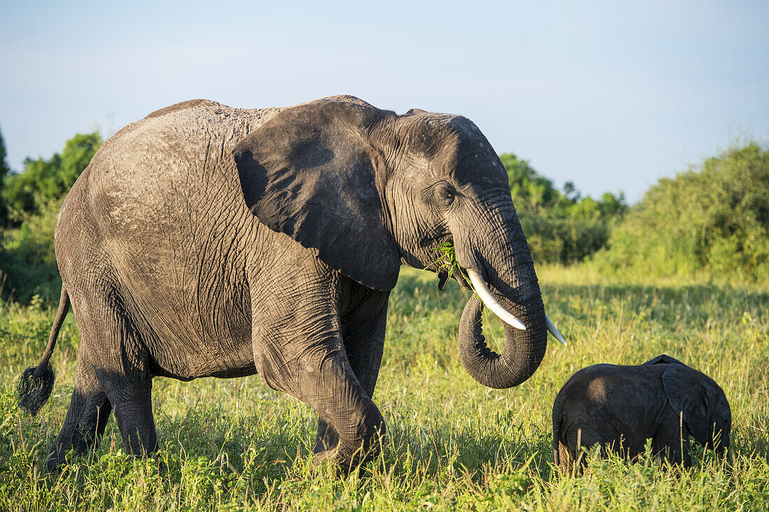 Afrikanische Elefanten (Loxodonta), Chobe-Nationalpark; Kasane, Botsuana