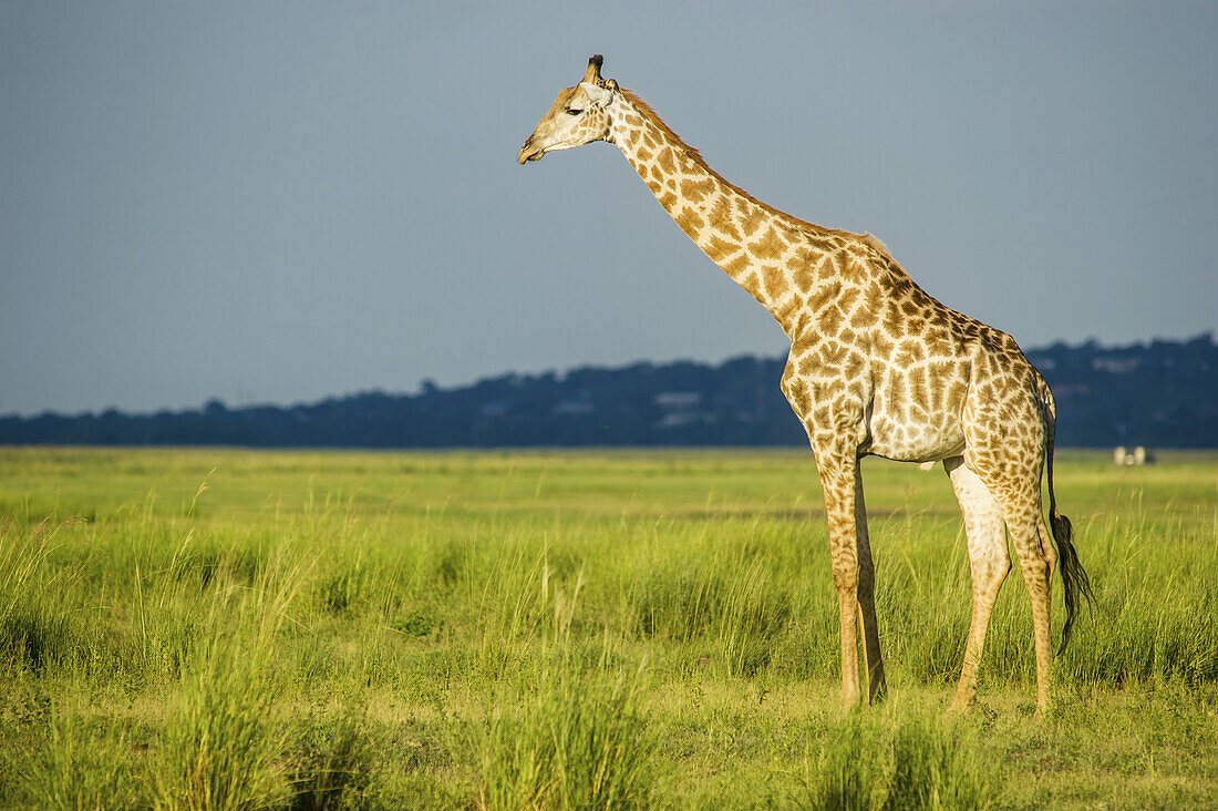Giraffe (Giraffa Camelopardalis), Chobe-Nationalpark; Kasane, Botsuana