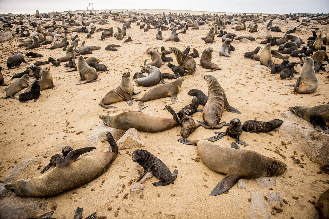 Cape Fur Seals (Pinnipedia) On The Seal Reserve Of The Skeleton Coast; Cape Cross, Namibia