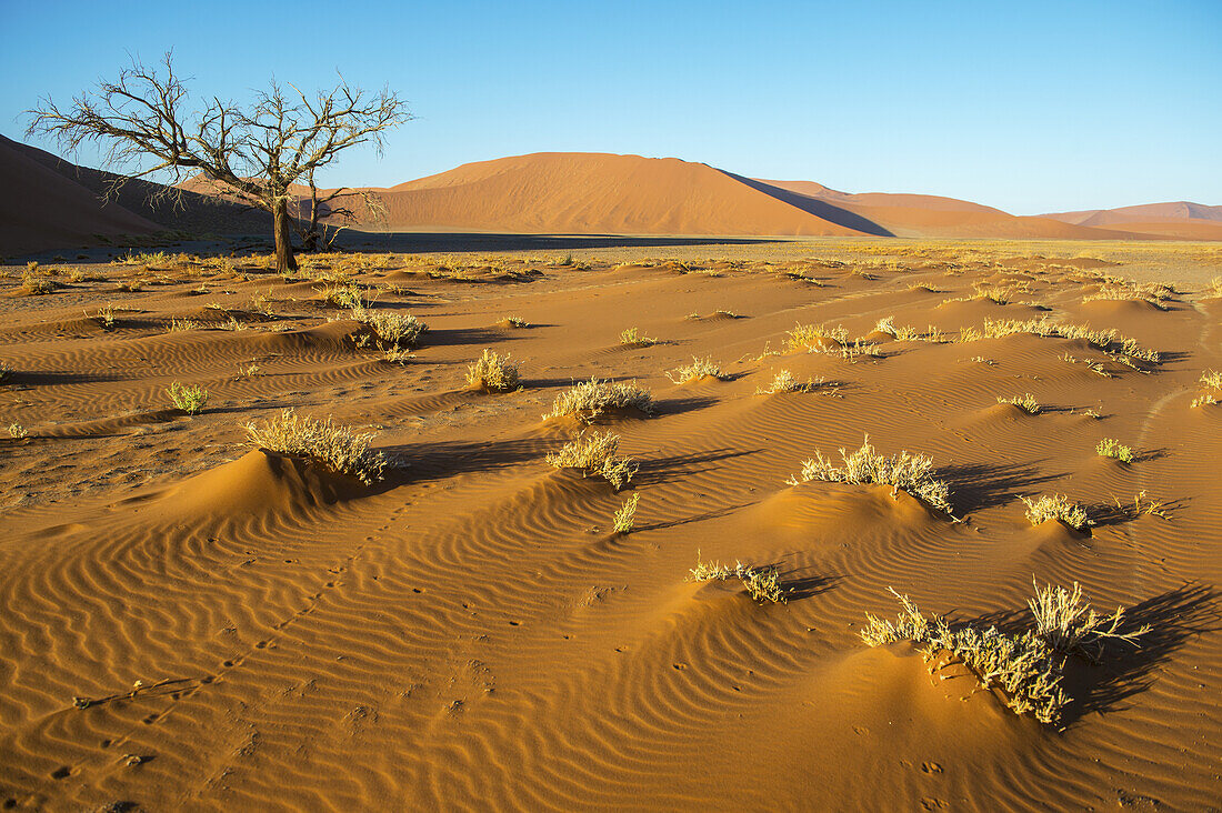 Wachsendes Gestrüpp in der Wüste; Sossusvlei, Namibia