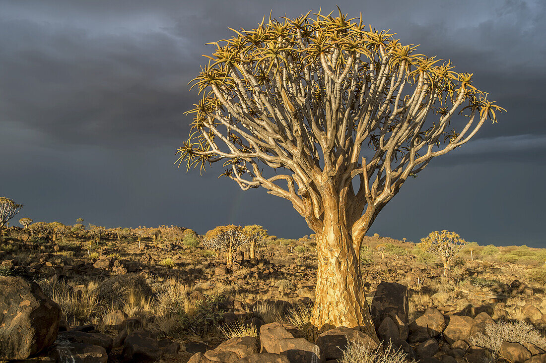 Köcherbaum (Aloe Dichotoma) Wald auf dem Spielplatz der Giganten; Keetmanshoop, Namibia