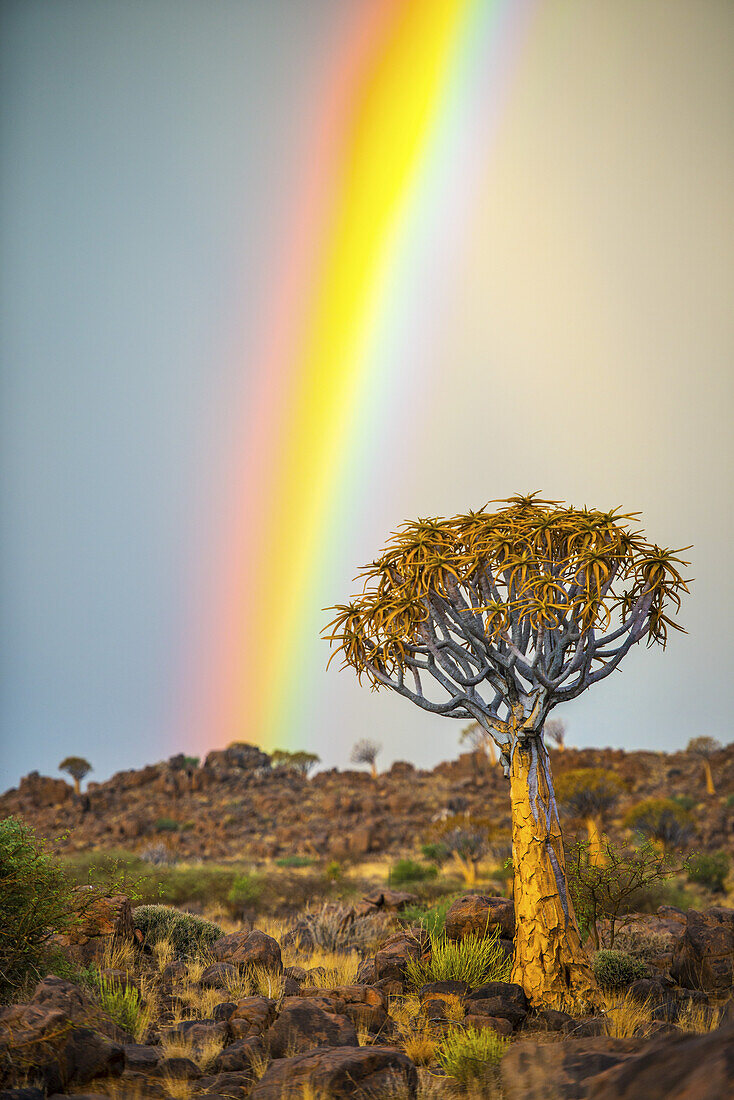 Köcherbaum (Aloe Dichotoma) Wald im Spielplatz der Giganten mit einem Regenbogen; Keetmanshoop, Namibia