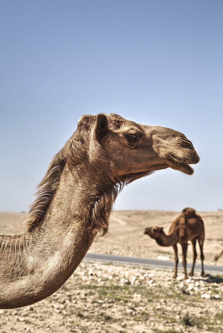 Camels Near The Dead Sea; Jordan