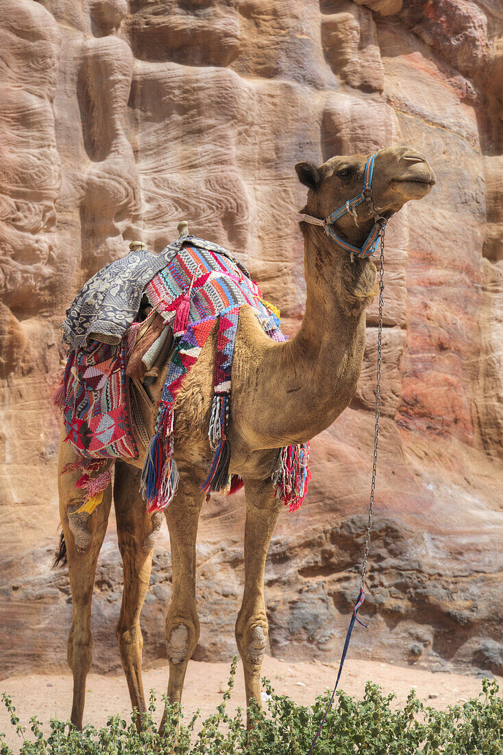 Camel, Wadi Musa; Petra, Jordan