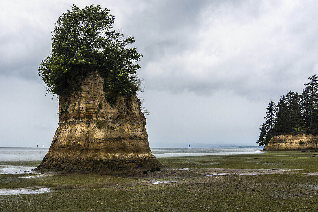 Von der Flut freigesetzte Schlammwatten in der Willapa Bay an der Küste Washingtons; Bay Center, Washington, Vereinigte Staaten von Amerika