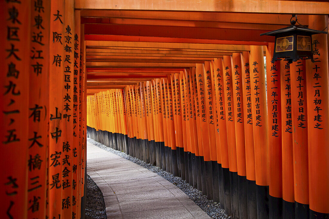 Rote Torii-Tore; Kyoto, Japan