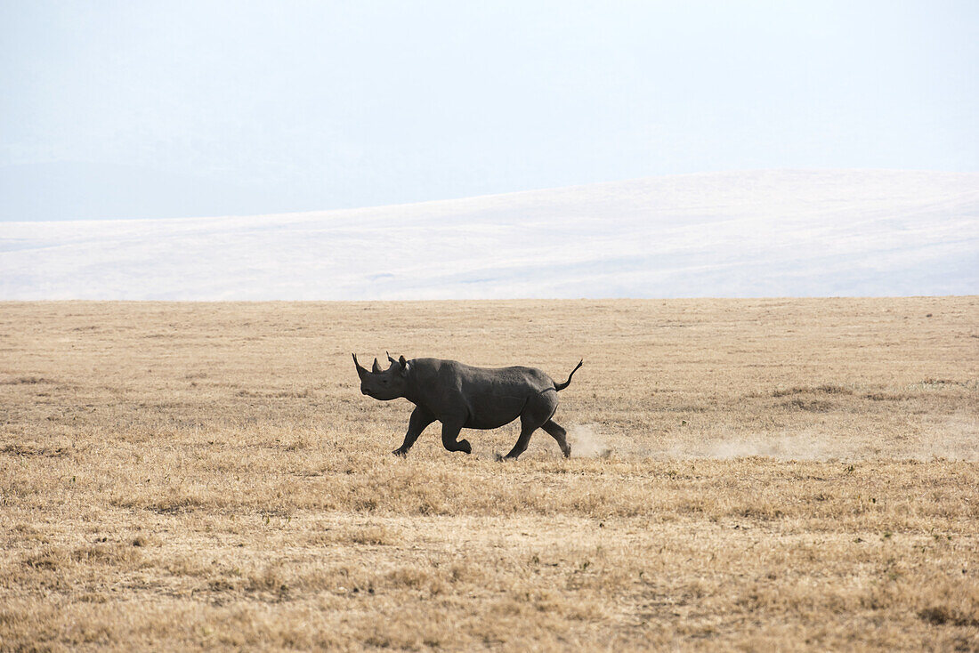Spitzmaulnashorn (Diceros Bicornis) beim Laufen durch die trockene, staubige Savanne im Ngorongoro-Krater; Tansania