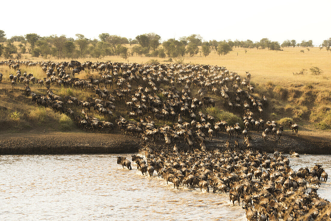 Eine große Gruppe von Gnus (Connochaetes Taurinus) überquert den überfluteten Mara-Fluss im Serengeti-Nationalpark; Tansania