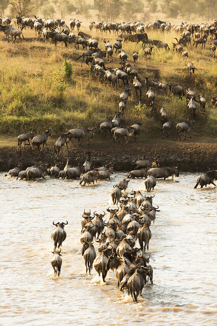 Große Gruppe von Gnus (Connochaetes Taurinus) überquert den überfluteten Mara-Fluss im Serengeti-Nationalpark; Tansania