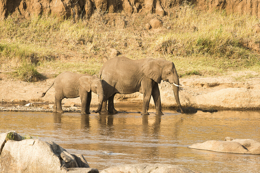 Weiblicher Elefant (Loxodonta Africana) und Kalb am Ufer des Mara-Flusses im Serengeti-Nationalpark; Tansania
