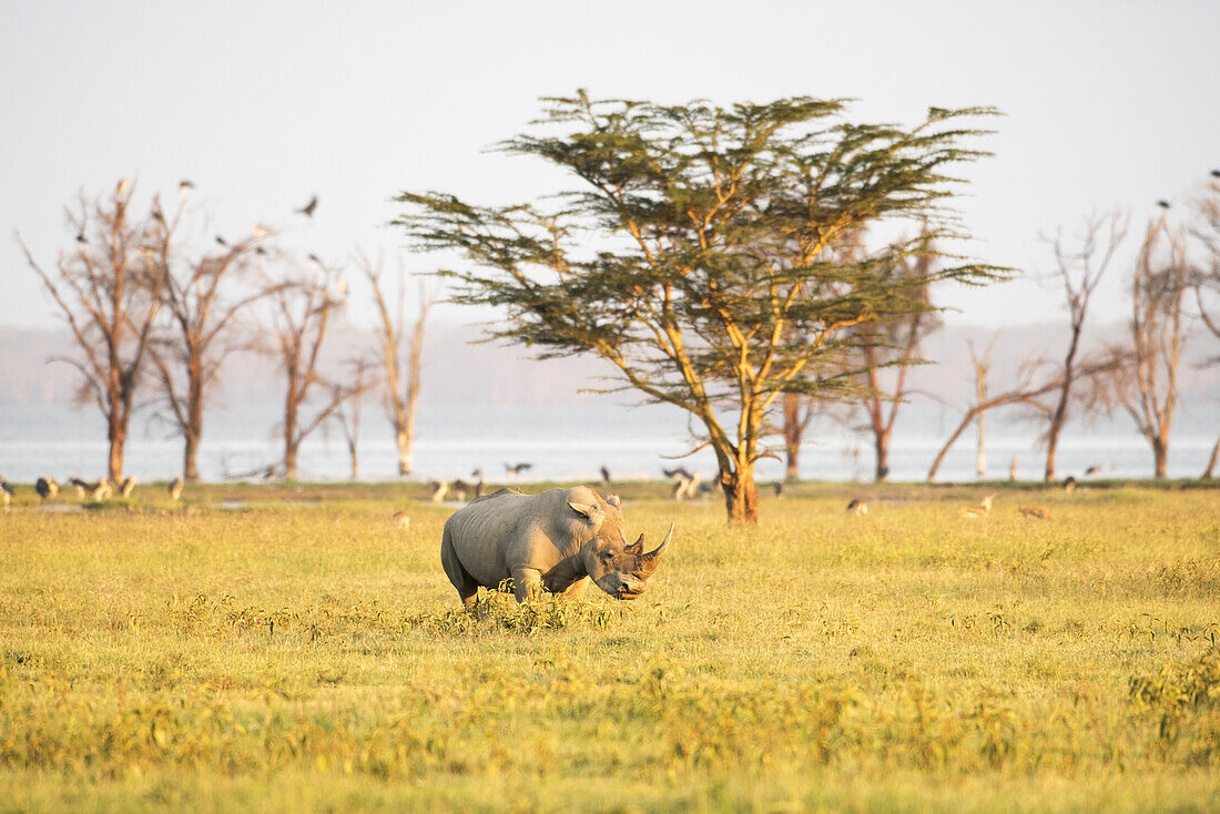 Breitmaulnashorn (Ceratotherium Simum) grast in der offenen Savanne, Lake Nakuru National Park; Kenia