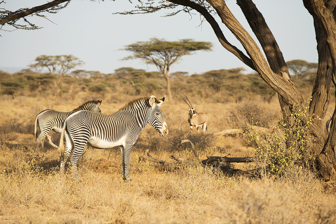 Grevy's Zebras (Equus Grevyi) With Beisa Oryx In The Background In The Dry Season Savannah, Samburu National Reserve; Kenya