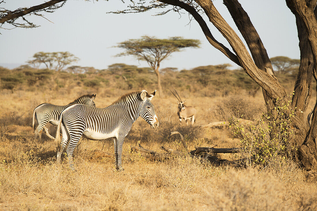 Grevy's Zebras (Equus Grevyi) mit Beisa Oryx im Hintergrund in der Trockenzeit Savanne, Samburu National Reserve; Kenia