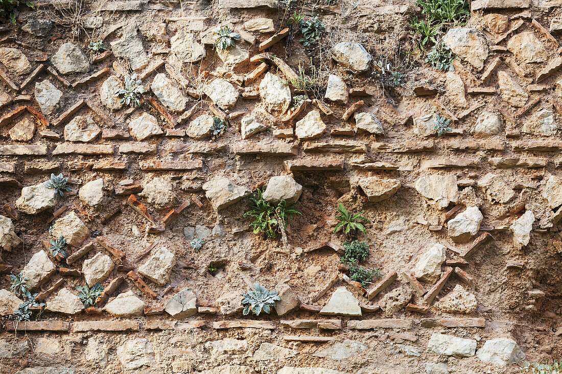 Alte Steinmauer mit Pflanzen darauf; Delphi, Griechenland