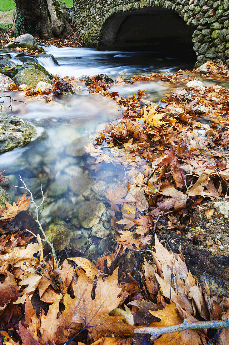 River Flowing Under Stone Bridge With Floating Autumn Coloured Leaves; Naoussa, Greece