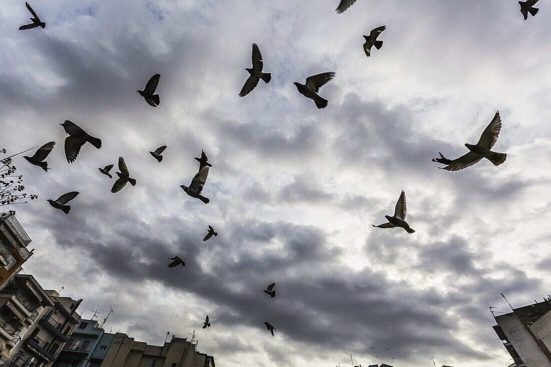 Silhouettierter Vogelschwarm, der gegen einen bewölkten Himmel fliegt; Thessaloniki, Griechenland