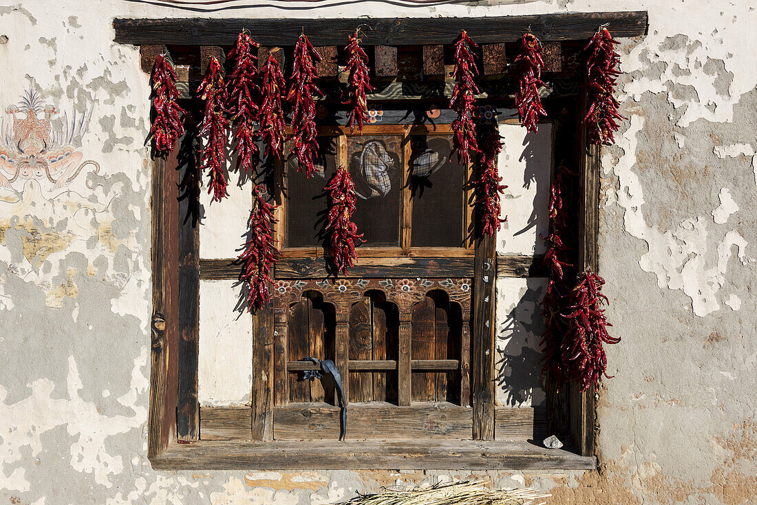 Getrocknete rote Paprika hängen in einem Fenster; Paro, Bhutan