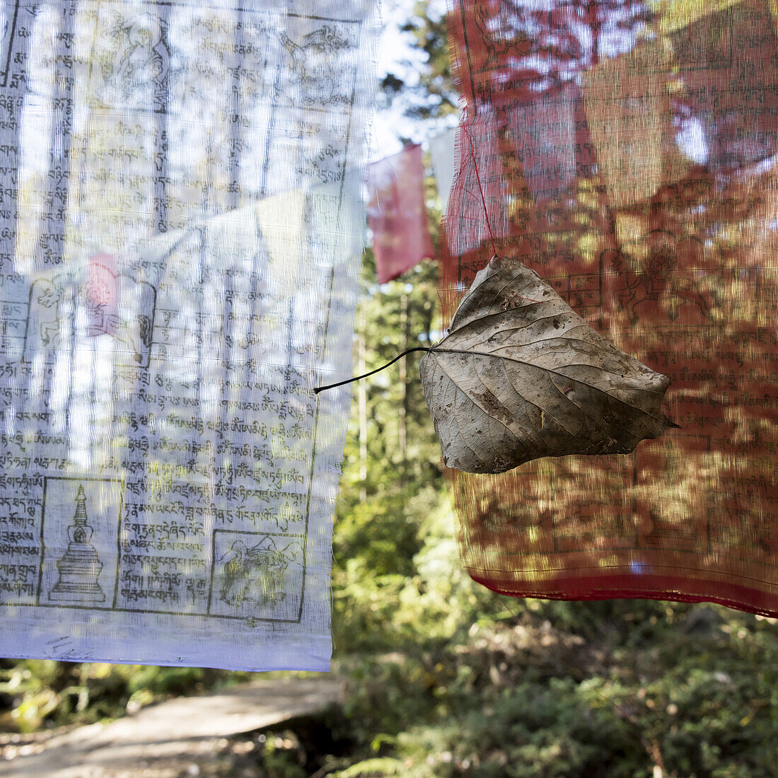 A Dried Leaf Caught In A Prayer Flag; Paro, Bhutan