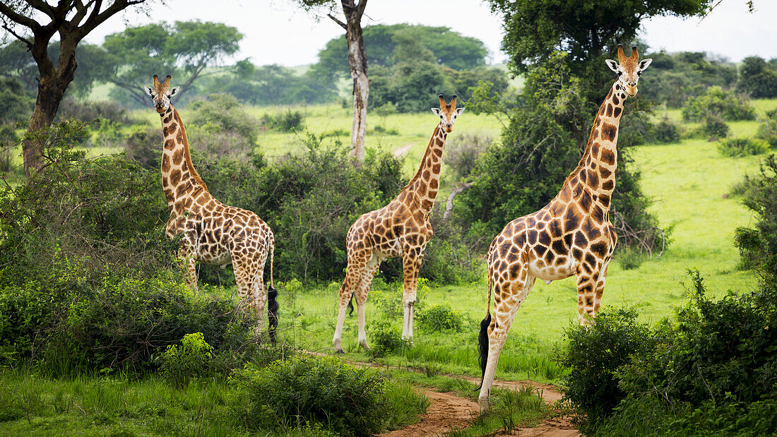 Giraffes (Giraffa Camelopardalis), Murchison Falls National Park; Urganda